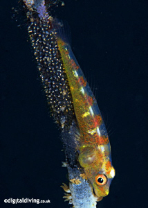 Whip Coral Goby (with eggs) D200 with 60mm lens +4T diopter. by David Henshaw 